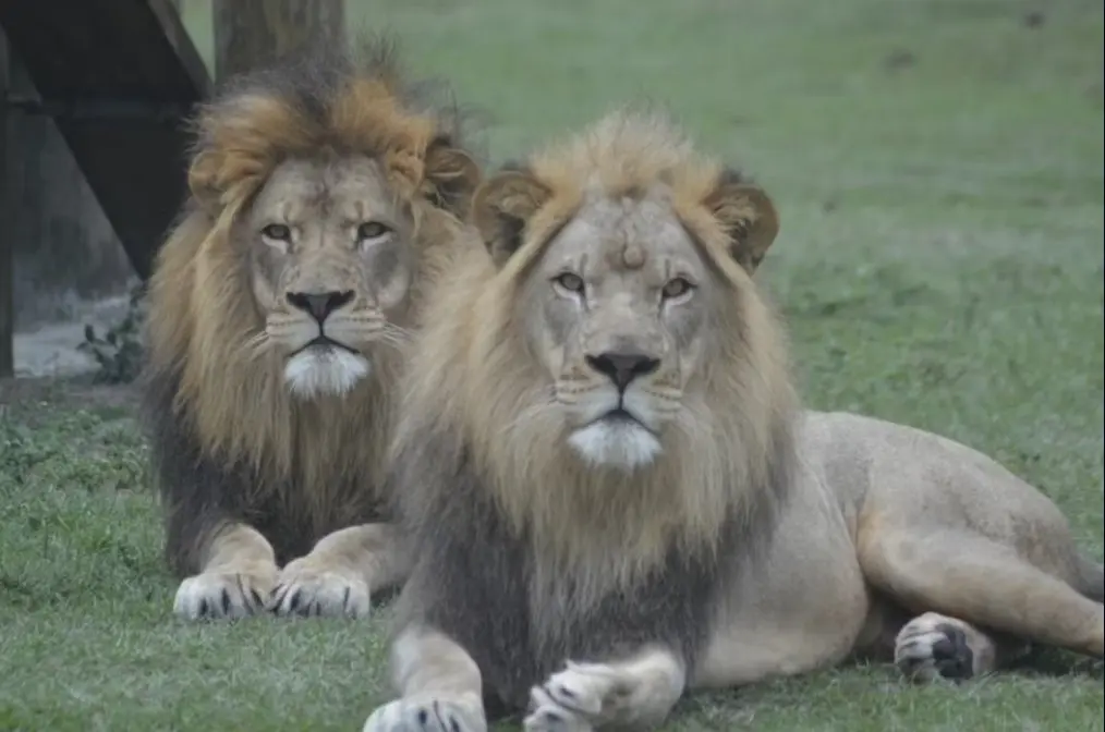 lions